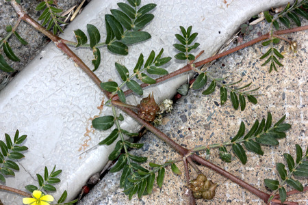 Tribulus terrestris, caltrop, puncture vine, prostrate herb with pinnate compound leaves, yellow flowers and hard fruit with four sharp spinesの写真素材