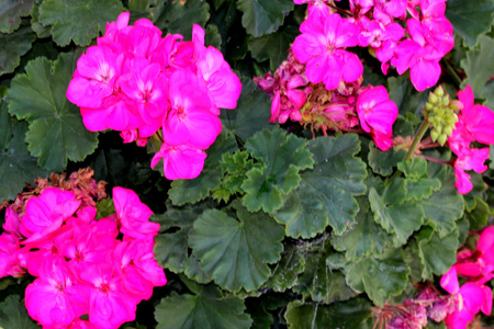 Pelargonium hortorum, Garden Geranium, popular ornamental, scrambling shrub with often  wavy leaf margins and attractive fragrant single or double flowers in umbels in a variety of colors.の写真素材