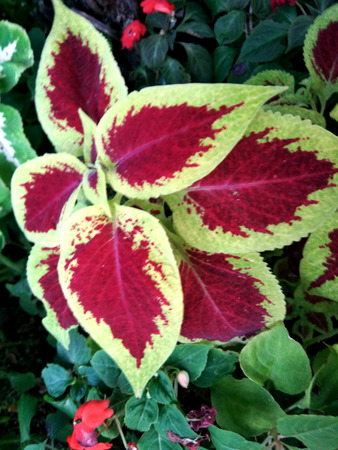 Plectranthus scutellarioides Wizard Scarlet, cultivar with compact well branched plants with scarlet red leaves with broad pale yellowish green edges, ideal for mixed plantations.の写真素材