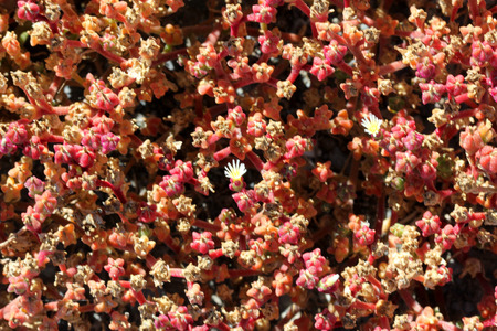 Mesembryanthemum nodiflorum, slenderleaf iceplant, perennial prostrate herb with succulent stems, linear cylindrical leaves, white flowers about 10 mm across, conical brown red fruiting hypanthium.の写真素材