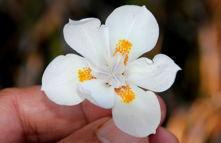 Wood Iris, Wild Iris, Cape iris, Dietes iridioides, ornamental rhizomatous herb with strap shaped leaves and white flower flowers less than 5 cm across with yellow bands on outer tepals.の写真素材