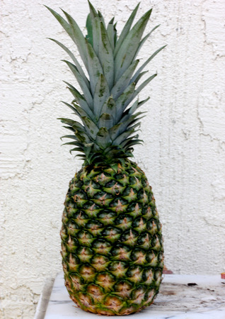 Pineapple fruit, Ananas comosus, tropical plant with edible multiple fruit consisting of coalesced berries, used raw, cooked or juiced, popular as Pizza toppings.の写真素材
