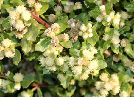 Coyote brush, Chaparral broom, Baccharis pilularis subsp. consamguinea, male plant, erect bush up to...
