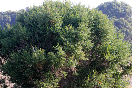 Coyote brush, Chaparral broom, Baccharis pilularis subsp. consanguinea, female plant, erect bush up to 3 m tall with lobed-toothed up to 3 cm long leaves pale cream ovoid female flower heads.の写真素材