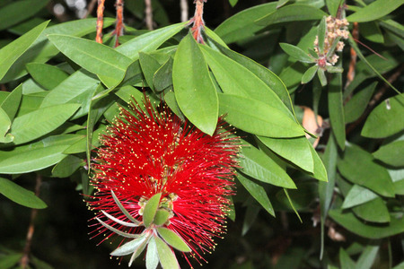 Gold-tipped bottlebrush, Callistemon polandii, shrub or small tree with elliptic leaves with pointed tips, red flowers with yellow anthers in proliferating spikes.の写真素材