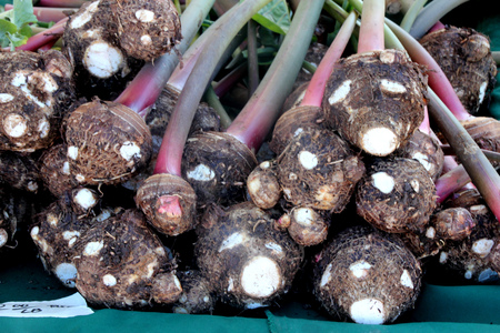 Taro root, Colocasia esculenta, perennial tropical herb, underground corms, long petioles and arrow shaped leaves, all used as vegetable, corms reddish brown with white eyes where cormlets removed.の写真素材