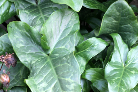 Arum maculatum, snakeshead, Lords-and-ladies, tuberous perennial with arrow shaped spotted leaves and purple spadix enclosed by a pale green spatheの写真素材