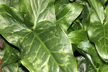Arum maculatum, snakeshead, Lords-and-ladies, tuberous perennial with arrow shaped spotted leaves and purple spadix enclosed by a pale green spatheの写真素材