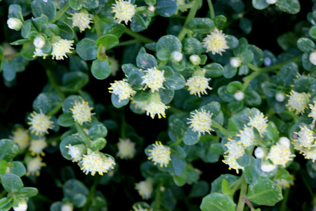 Coyote brush, Chaparral broom, Baccharis pilularis subsp. pilularis, male plant, spreading prostrate...