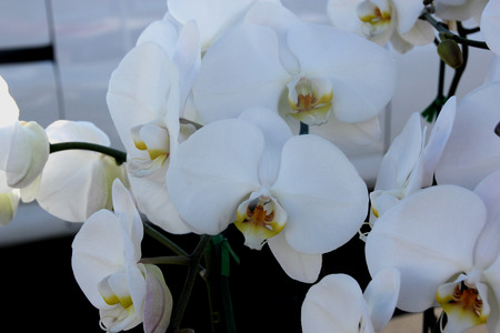 Phalaenopsis cultivar with medium sized white flowers and orange red mottled lip and white whiskers, long stalks.の写真素材