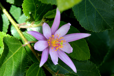 Grewia occidentalis, Crossberry, small deciduous tree with glossy leaves and purple star shaped flowers and four lobed reddish brown fruits.の写真素材