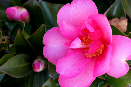 sasanqua camellia, Camellia sasanqua, low evergreen ornamental shrub with glossy finely serrated leaves and 5-7 cm across pink flowers with yellow stamens.の写真素材