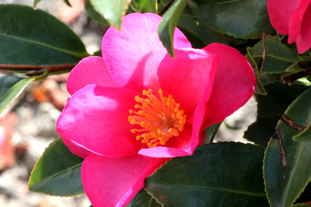 sasanqua camellia, Camellia sasanqua, low evergreen ornamental shrub with glossy finely serrated leaves and 5-7 cm across pink flowers with yellow stamens.の写真素材