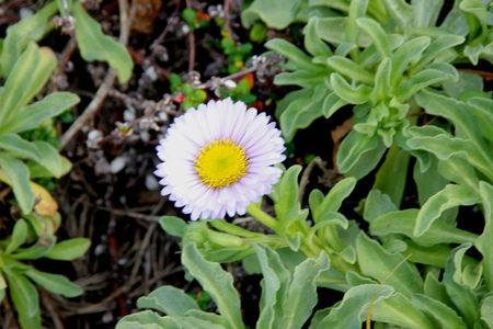 Seaside fleabane, Beach aster, Seaside daisy, Erigeron glaucus, coastal perennial plant California with sparsely toothed spoon shaped leaves and purple to white daisy like heads with yellow disc.の写真素材