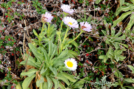 Seaside fleabane, Beach aster, Seaside daisy, Erigeron glaucus, coastal perennial plant California with sparsely toothed spoon shaped leaves and purple to white daisy like heads with yellow disc.の写真素材