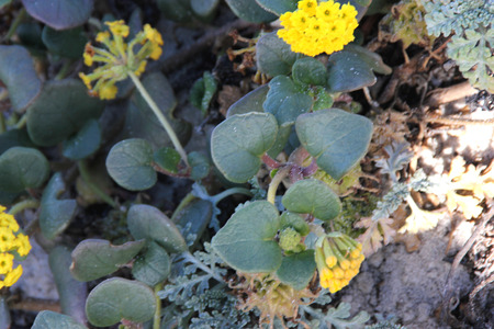 Coastal  sand-verbena, Yellow sand-verbena, Abronia latifolia, mat-forming herb with succulent leaves in whorls and yellow flowers in rounded clusters.の写真素材