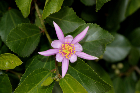 Grewia occidentalis, Crossberry, small deciduous tree with glossy leaves and purple star shaped flowers and four lobed reddish brown fruits.の写真素材