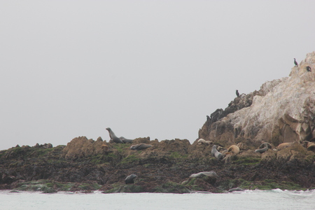 Bird Rock in Pebble Beach area, 17 Mile Drive, California, USA, popular visitor destination with mid sea huge rock with numerous birds, sea otters and sea lions.の写真素材