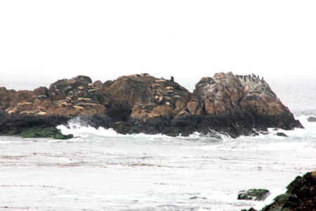 Bird Rock in Pebble Beach area, 17 Mile Drive, California, USA, popular visitor destination with mid sea huge rock with numerous birds, sea otters and sea lions.の写真素材