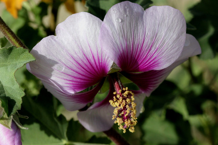 Flower of Tree Mallow, Lavatera maritima with pale lavender to white petals with purple base and reddish violet veins, and long staminal column in centerの写真素材