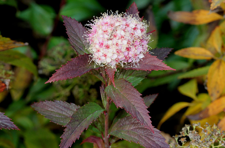 Spiraea japonica, Japanese meadowsweet, Japanese spiraea, leaves turned red in autumn, deciduous ornamental shrub with toothed leaves and flat topped rosy pink clusters of flowers, common hedge plant.の写真素材