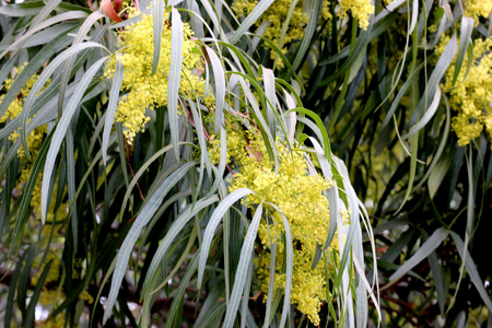 Searsia lancea, Karee tree, African sumac, Willow rhus, small evergreen tree with trifoliate leaves with linear leaflets, very small yellow flowers in panicles.の写真素材