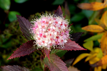 Spiraea japonica, Japanese meadowsweet, Japanese spiraea, leaves turned red in autumn, deciduous ornamental shrub with toothed leaves and flat topped rosy pink clusters of flowers, common hedge plant.の写真素材