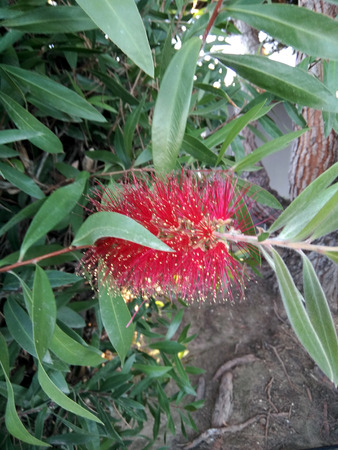 Gold-tipped bottlebrush, Callistemon polandii, shrub or small tree with elliptic leaves with pointed tips, red flowers with yellow anthers in proliferating spikes.の写真素材