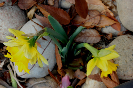 Wild daffodil, Lent lily, Narcissus pseudonarcissus, bulbous perennial with strap shaped leaves and yellow trumpet-shaped flowers on scape, corona as long as perianthの写真素材