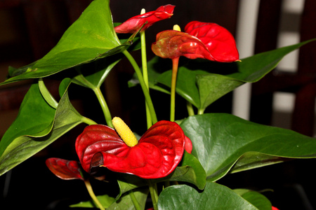 Tailflower, Flamingo flower, Anthurium andraeanum , popular house plant, perennial herb of warm humid climates with heart shaped leaves, bright red spathe pointed at tip and yellow spadix.の写真素材