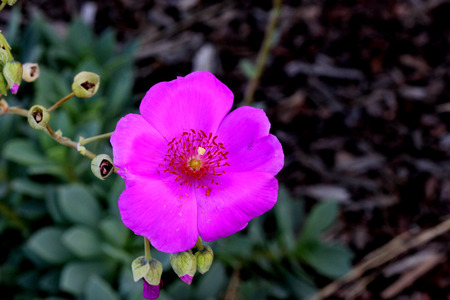 Calandrinia grandiflora, Rock Purslane, perennial herb with succulent rossete of grey green leaves and brilliant purple poppy like flowers on a long axis.の写真素材