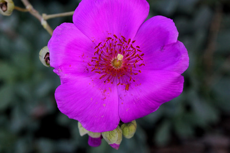 Calandrinia grandiflora, Rock Purslane, perennial herb with succulent rossete of grey green leaves and brilliant purple poppy like flowers on a long axis.の写真素材