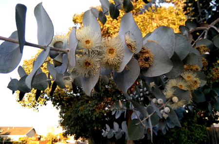 Silver-leaf stringybark, Silver dollar tree, Eucalyptus cinerea, medium-sized tree with rough bark, coin shaped silvery leaves and large white flowersの写真素材