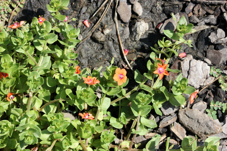 Scarlet pimpernel, Anagallis arvensis, shepherd`s weather glass, annual herb with opposite leaves and orange red flowers on long axillary stalks, opening only in sun, closed when overcast.の写真素材