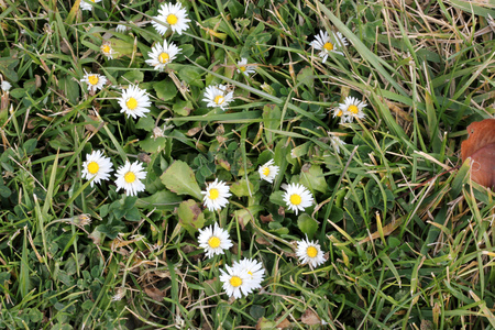 Common daisy, English daisy, Bellis perennis, herbaceous perennial with rosette of spoon shaped leaves and white flower head on leafless scape, disc yellow.の写真素材