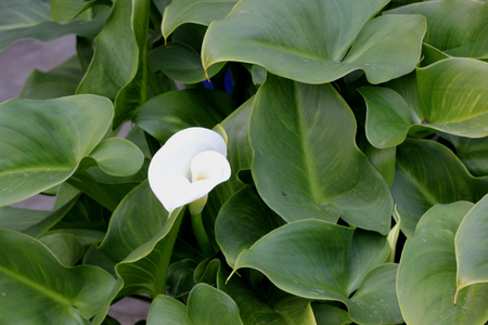 Calla lily, Arum lily, Zantedeschia aethiopica, rhizomatous herbaceous perennial plant with arrow shaped dark green leaves and yellow spadix inflorescence with white tailed spathe.の写真素材