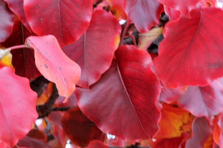Autumn colors of Callery pear, Pyrus calleryana Golden Blaze, which pruduces more rounded leaves turning brilliant deep crimson in autumn.の写真素材