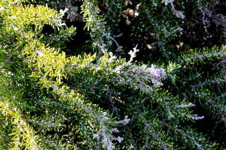 Rosemary, Rosmarinus officinalis, Aromatic evergreen shrub with linear leaves green above white beneath, and and white, purple to blue flowers, leaves used for food flavoring and in folk medicine.の写真素材
