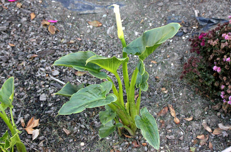 Calla lily, Arum lily, Zantedeschia aethiopica, rhizomatous herbaceous perennial plant with arrow shaped dark green leaves and yellow spadix inflorescence with white tailed spathe.の写真素材