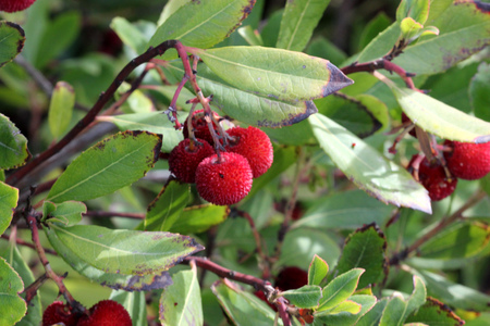 Strawberry like fruits of Arbutus unedo, Strawberry tree, small evergreen tree with green serrated leaves, bell shaped flowers in hanging clusters and strawberry like fruits.の写真素材