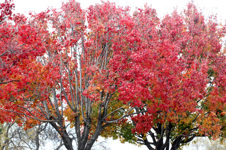 Autumn colors of Callery pear, Pyrus calleryana Golden Blaze, which pruduces more rounded leaves turning brilliant deep crimson in autumn.の写真素材
