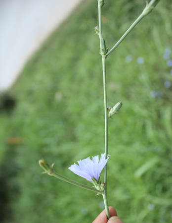 Common chicory, Cichorium intybus, Herbaceous perennial with somewhat lobed leaves and blued rayed flower heads, roots used as coffee substitute, leaves vegetableの写真素材
