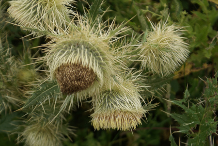 Falconer thistle, Cirsium falconeri, tall perennial with stems covered with long creamy spines, leaves spine-tipped along margins, heads large creamy surrounded by cobwebby spiny bracts.の写真素材
