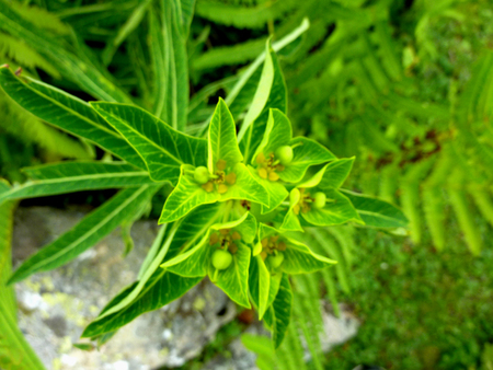 Wallich Spurge, Himalayan spurge, Euphorbia wallichii, clump forming perennial herb with pointed green leaves and greenish yellow cyathia in clusters.の写真素材