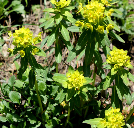 Wallich Spurge, Himalayan spurge, Euphorbia wallichii, clump forming perennial herb with pointed green leaves and greenish yellow cyathia in clusters.の写真素材