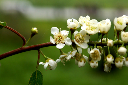 Himalayan Bird Cherry, Prunus cornuta, deciduous tree with oblong to lanceolate leaves, white flowers with drooping racemes, and purple globose fruits, fruits often becoming horn like due to insect infestation.の写真素材