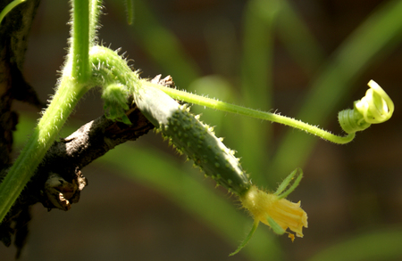 Young fruit of Cucumber, Cucumis sativus, cultivated vine with angled leaves, small yellow flowers and elongated green fruits, covered with tubercles when youngの写真素材