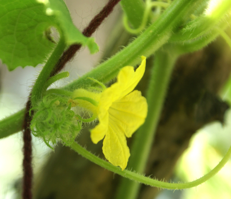 Cucumber vine with leaves and flowers, Cucumis sativus, cultivated vine with angled leaves, small yellow flowers and elongated green fruits, covered with tubercles when youngの写真素材