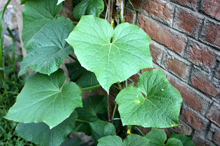 Cucumber vine with leaves and flowers, Cucumis sativus, cultivated vine with angled leaves, small yellow flowers and elongated green fruits, covered with tubercles when youngの写真素材