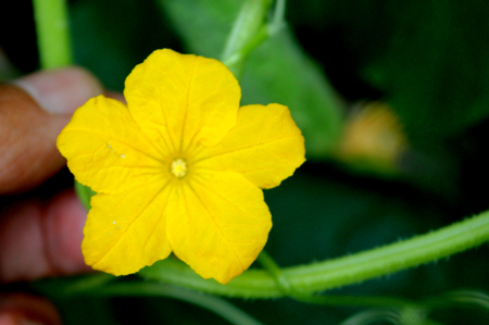 Flower of Cucumber, Cucumis sativus, cultivated vine with angled leaves, small yellow flowers and elongated green fruits, covered with tubercles when youngの写真素材